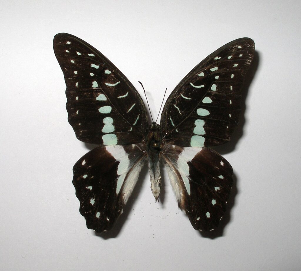 Graphium meyeri