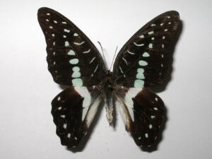Graphium meyeri