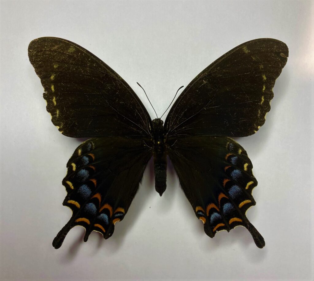 Papilio garamas