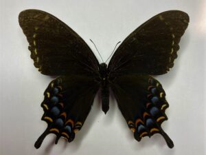 Papilio garamas