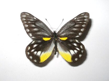 Delias belladona