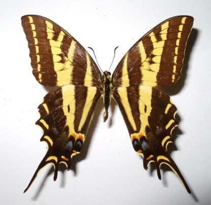 Papilio pilumnus Schmetterlingladen