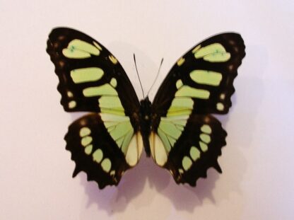 Siproeta stelenes