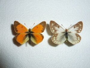 Colias vautieri