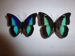 Prepona omphale