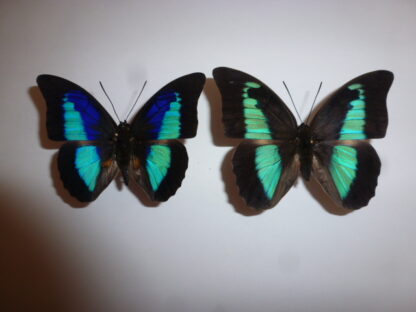 Prepona omphale