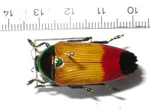 Metaxymorpha sp.1