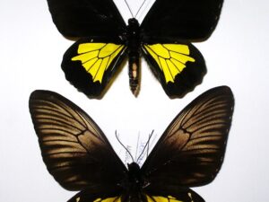 Troides oblongomaculatus papunensis