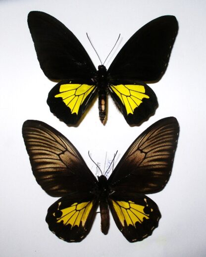 Troides oblongomaculatus papunensis