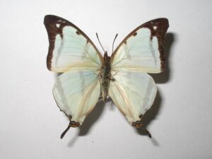 Charaxes khaldeni