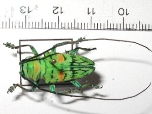 Cerambycidae sp.5