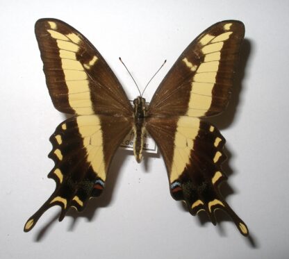 Papilio andraemon