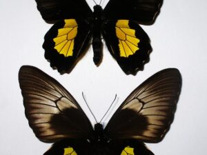 Troides plato