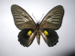 Troides haliphron