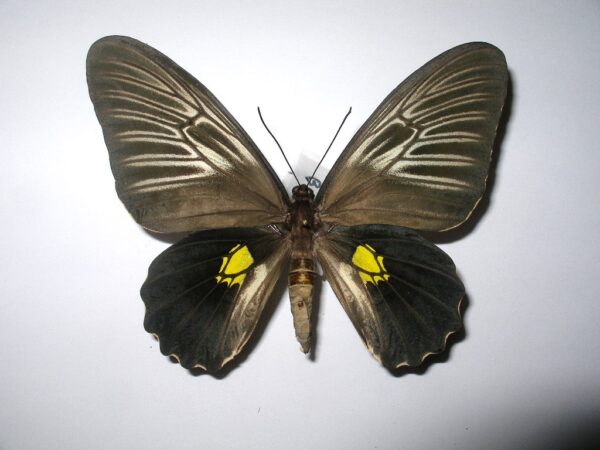 Troides haliphron
