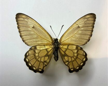 Euryades corethrus