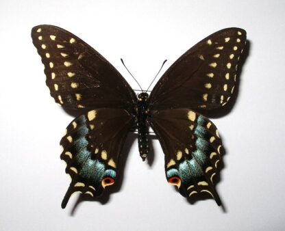 Papilio polyxenes asterius