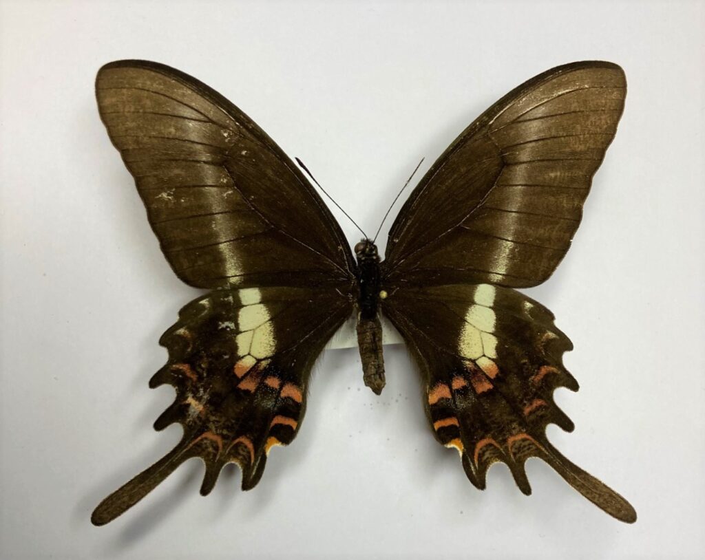 Papilio hectorides