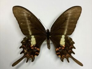 Papilio hectorides