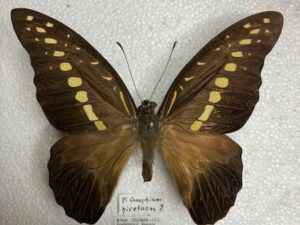Graphium hicetaon
