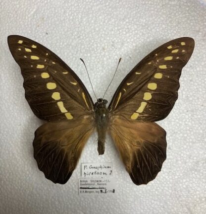 Graphium hicetaon