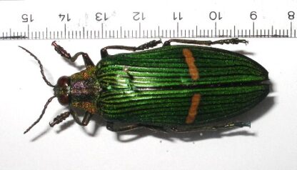 Catoxantha opulenta