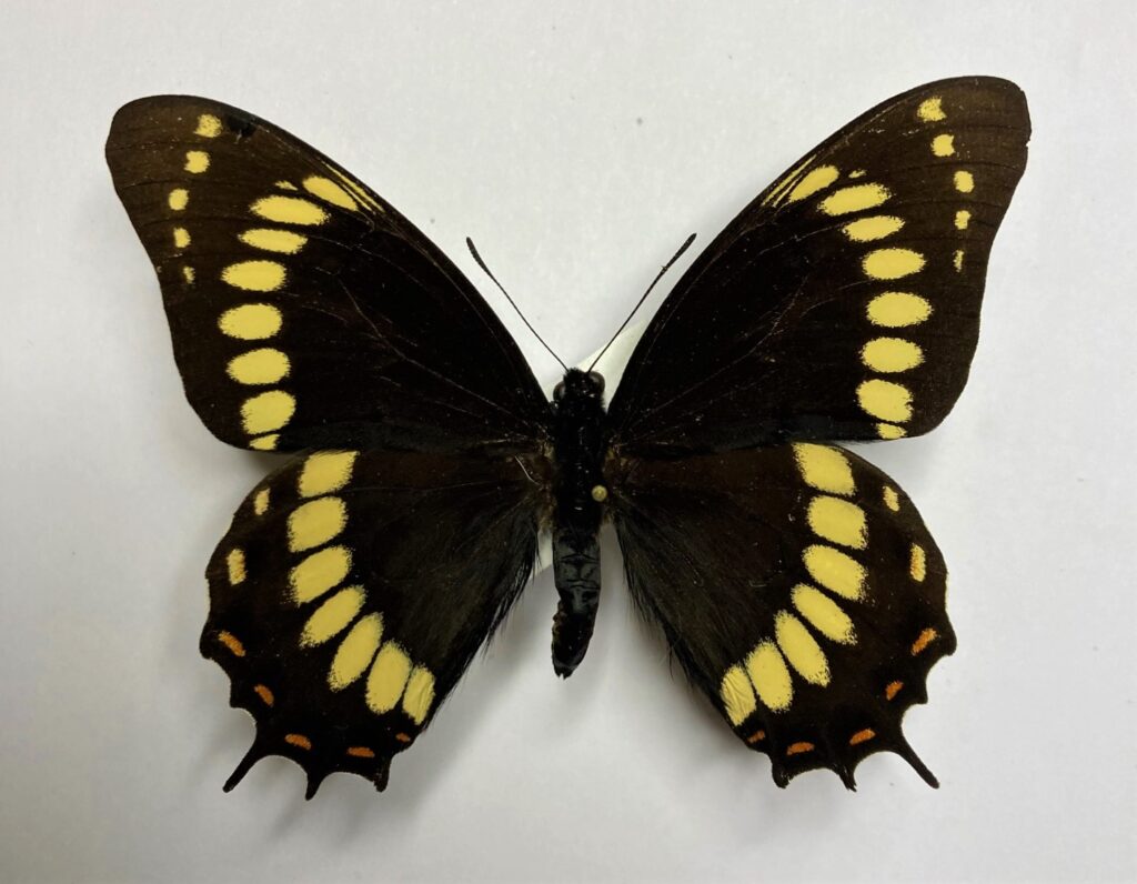 Papilio scamander