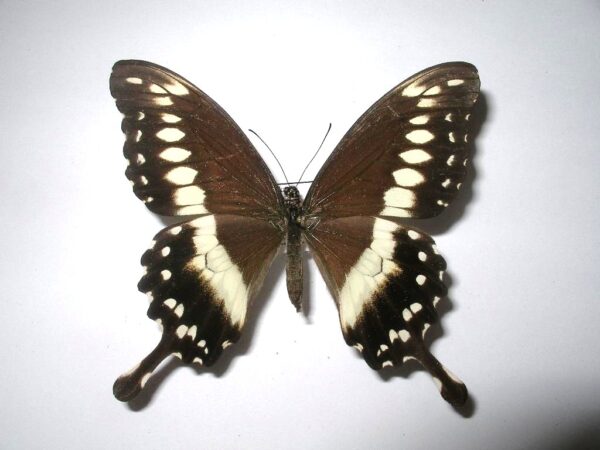 Papilio phorcas