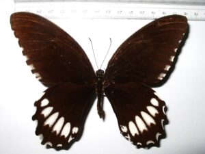Papilio jordani
