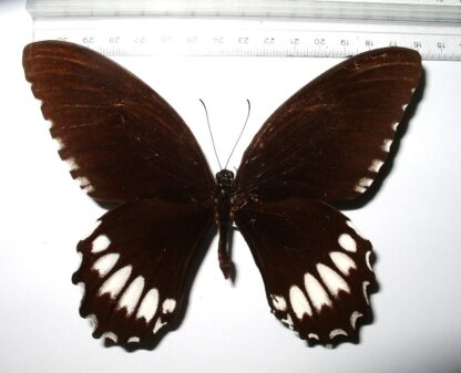 Papilio jordani
