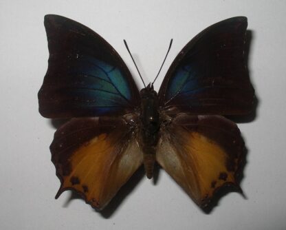 Charaxes mars