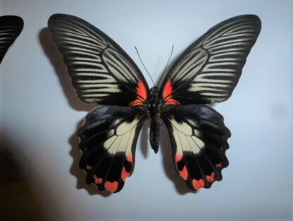 Papilio rumanzovia