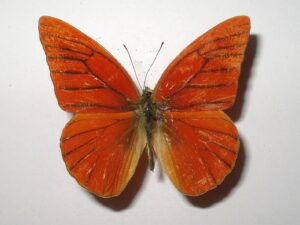 Appias nero