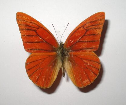 Appias nero