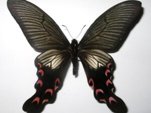 Ageana elvesi cavalieri