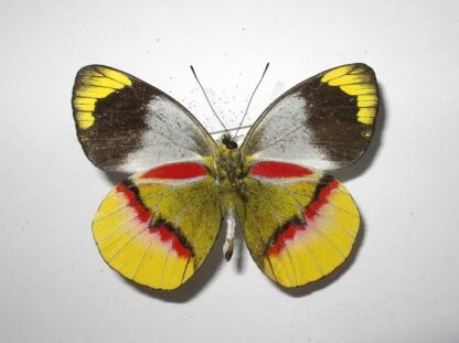 Delias prouti