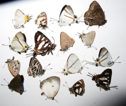 Lycaenidae aus Afrika 10 Stück