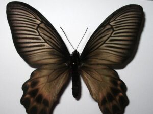 Atrophaneura dixoni