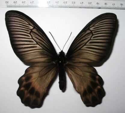 Atrophaneura dixoni