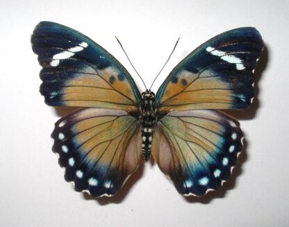 Euphaedra zampa ?