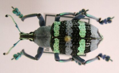 Eupholus sp.4