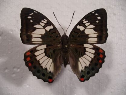 Euthalia adonis adonis