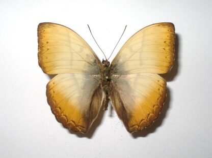 Cymothoe reinholdi