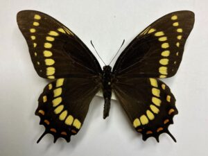Papilio scamander