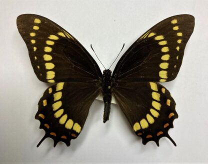 Papilio scamander