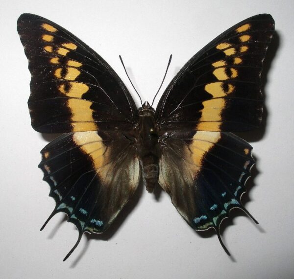 Charaxes castor