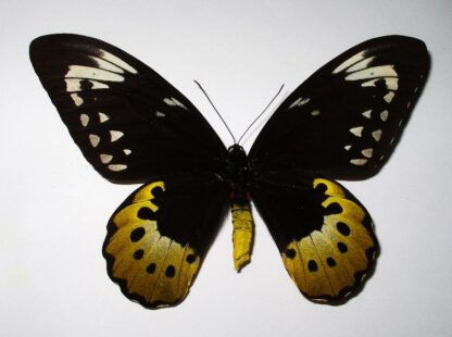 Ornithoptera goliath samson