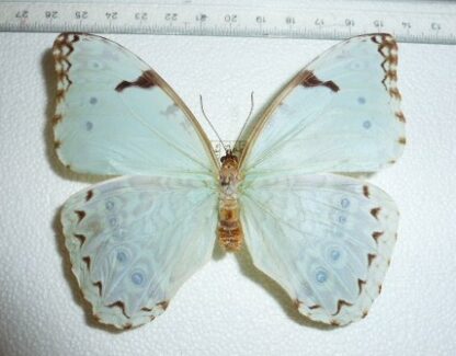 Morpho catenarius