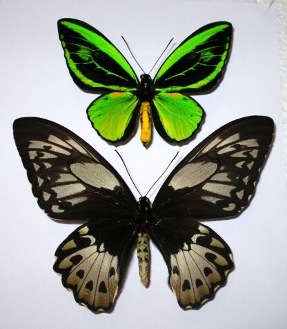 Ornithoptera priamus teucrus