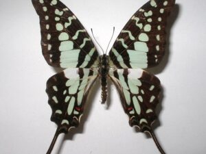 Graphium antheus
